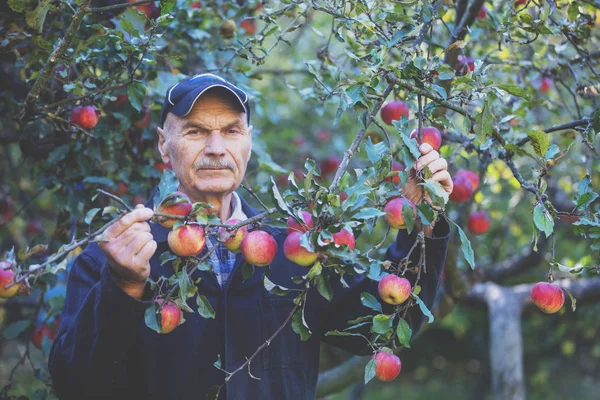 Elderly man harvesting apples in the orchard