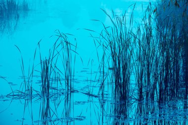 Sabah erkenden, göl üzerinde gündoğumu. Puslu sabah, kırsal manzara, vahşi, mistik duygu. Yeşil renkli