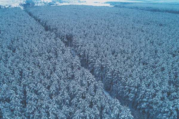 Besneeuwde Pijnboombos Winter Bomen Bedekt Met Sneeuw Weg Het Bos — Stockfoto