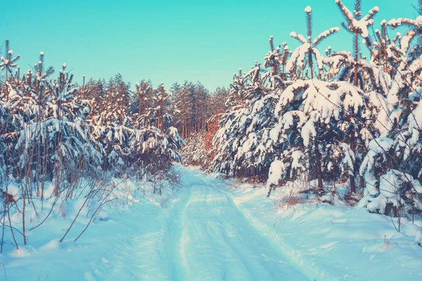 Kar Kış Çam Ormanı Içinde Yol Kapalı Doğal Kış Arka — Stok fotoğraf