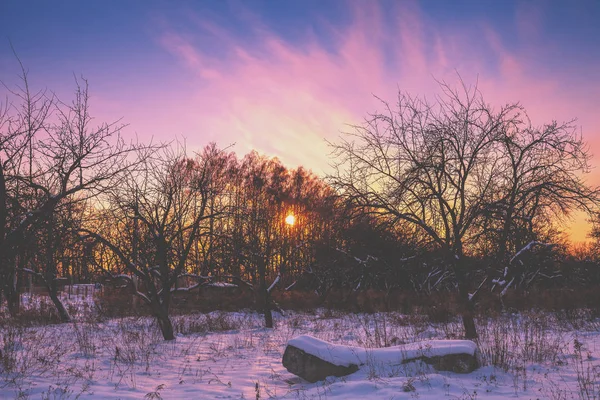 Sunset Apple Orchard Frosty Snowy Morning Snowy Winter — Stock Photo, Image