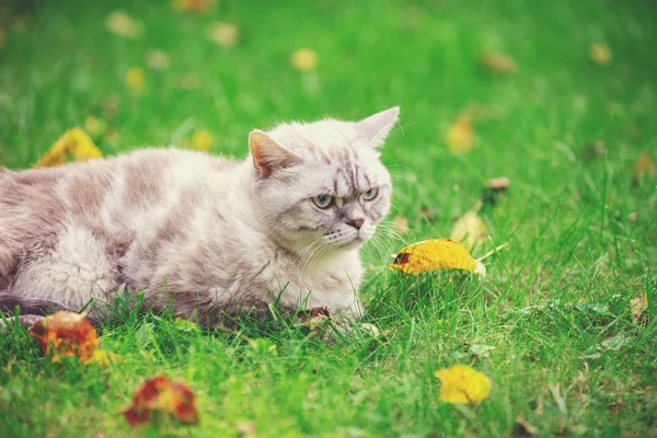 Милая Кошка Лежит Траве Осеннем Саду — стоковое фото
