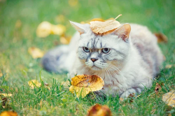 Cute Cat Fallen Leaf Its Head Lying Grass Autumn Garden — Stock Photo, Image
