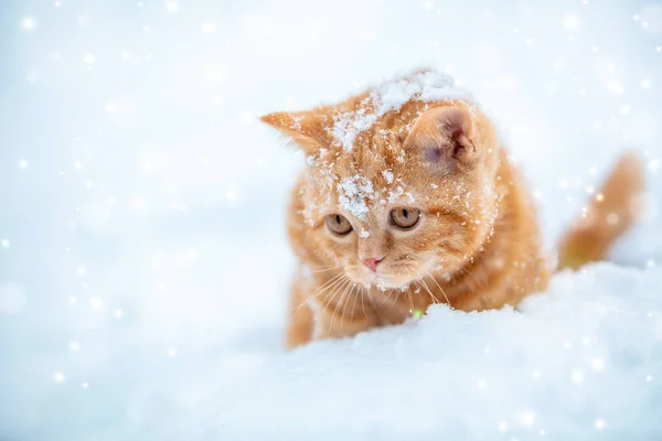 Little Red Kitten Sitting Snow Winter — Stock Photo, Image