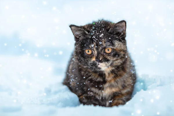 Malé Kotě Želvovina Sedí Sněhu Zimě — Stock fotografie