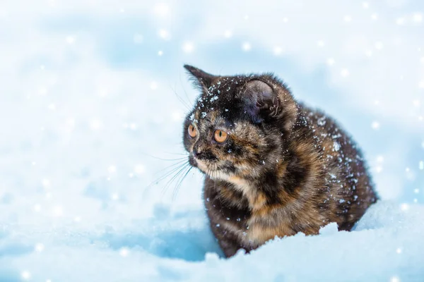 Lilla Sköldpadd Kattunge Sitter Snön Vintern — Stockfoto