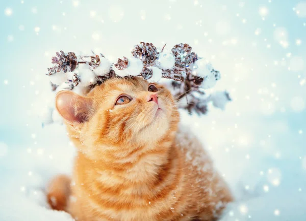 Porträt Eines Kätzchens Mit Weihnachtskranz Katze Läuft Winter Schnee — Stockfoto