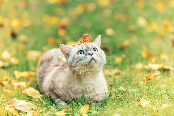 Милый Кот Опавшим Листом Голове Лежит Траве Осеннем Саду — стоковое фото