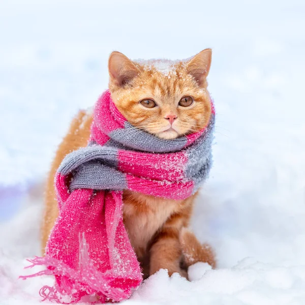 Pequeño Gatito Rojo Con Bufanda Punto Sienta Nieve Invierno — Foto de Stock