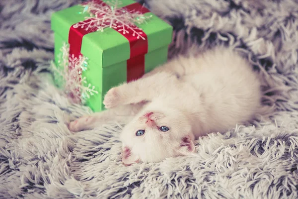 Mignon Petit Chaton Blanc Couché Près Boîte Cadeau Sur Une — Photo