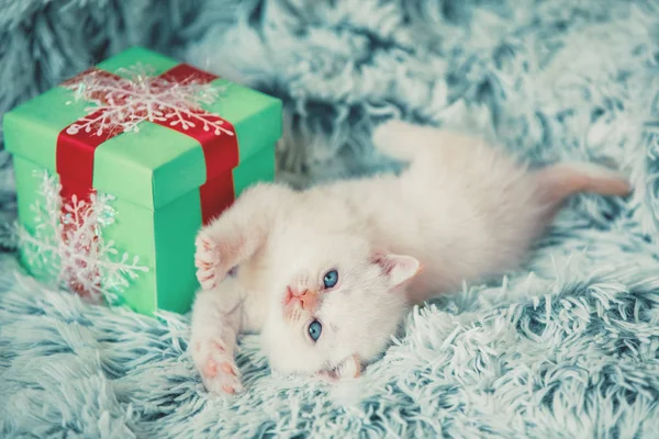 Lindo Gatito Blanco Mintiendo Cerca Caja Regalo Una Manta Esponjosa — Foto de Stock