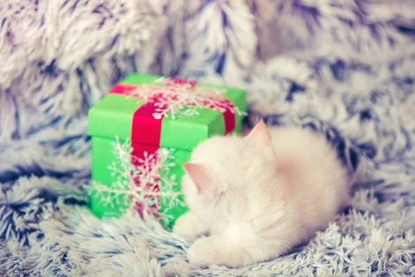 Lindo Gatito Blanco Mintiendo Cerca Caja Regalo Una Manta Esponjosa — Foto de Stock