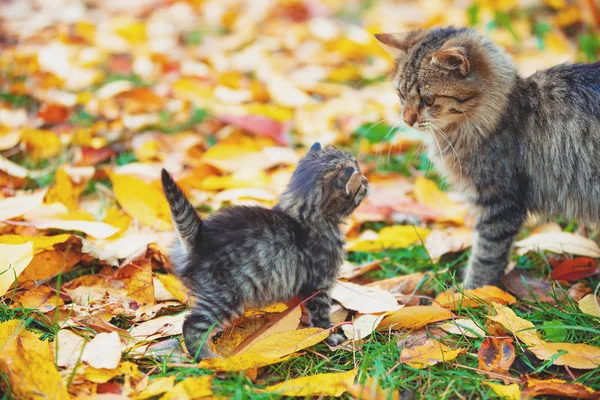 Pequeno Gatinho Mãe Gato Andar Folhas Caídas Jardim Outono — Fotografia de Stock