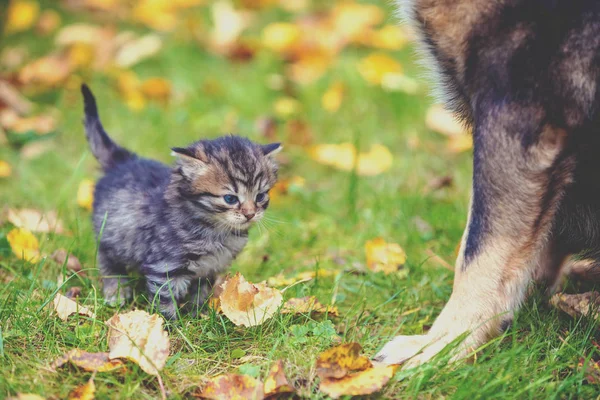 猫和狗在户外的草地上 带着落叶 站在秋园大狗旁边的小猫 — 图库照片