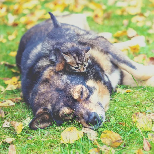 Hund Und Kleines Kätzchen Beste Freunde Spielen Zusammen Auf Der — Stockfoto