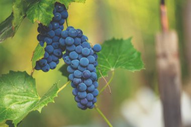 Kırmızı üzüm asma üzerinde demet