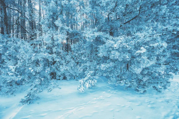 Kiefernwald Mit Reim Bedeckt Natürlicher Winterhintergrund Winternatur Verschneiter Wald Weihnachtlicher — Stockfoto