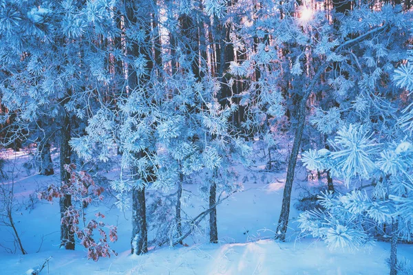 Сосновий Ліс Вкритий Раєм Природний Зимовий Фон Зимова Природа Сніжний — стокове фото