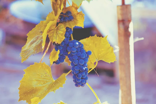 Uvas Vinho Tinto Videira — Fotografia de Stock