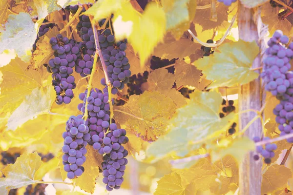 Red wine grapes on the grapevine