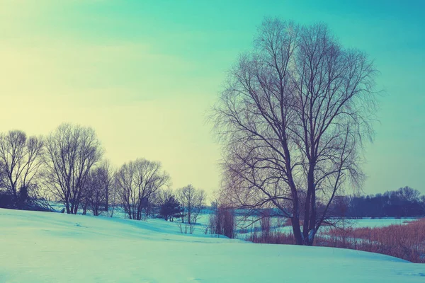 Rural Winter Landscape Evening Frosty Weather Trees Field — Stock Photo, Image