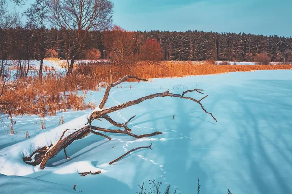 Kırsal Kış Manzara Soğuk Hava Donmuş Göl Üzerinde Düşmüş Ağaç — Stok fotoğraf