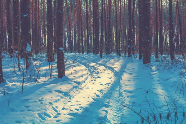 Зимовий Сосновий Ліс Сонячний День — стокове фото
