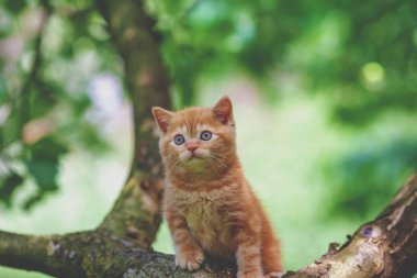 Bahçedeki ağaç üzerinde sinsi küçük kırmızı kedi yavrusu