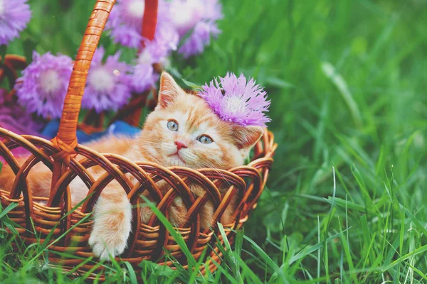 Niedliche Kleine Rote Kätzchen Sitzen Einem Korb Auf Einem Blumenrasen — Stockfoto