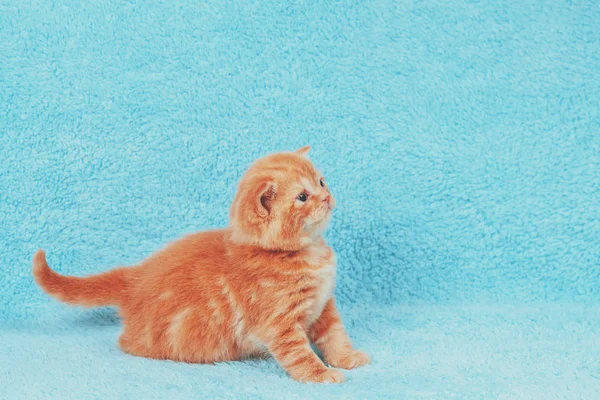 Niedliche Kleine Rote Kätzchen Sitzen Auf Einer Blauen Decke — Stockfoto