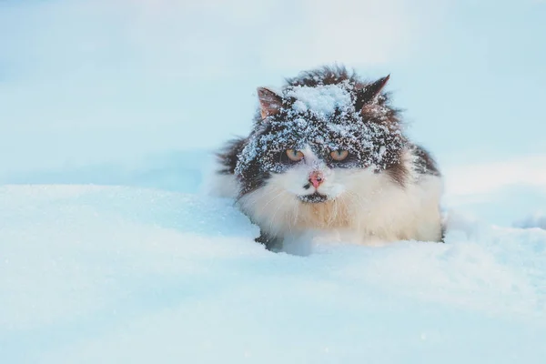 Black White Cat Walks Deep Snow Blizzard — Stock Photo, Image