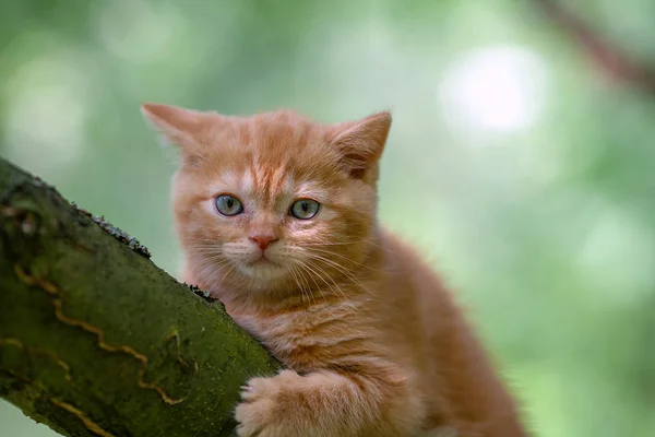 小红小猫偷偷溜进花园里的树上 — 图库照片