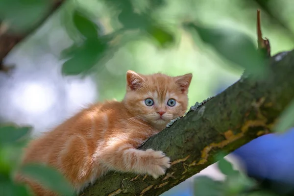 Маленький Красный Котенок Прокрадывается Дерево Саду — стоковое фото