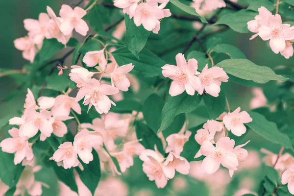 Blühende Jasminblüte Garten Jahrgangsfarbe — Stockfoto