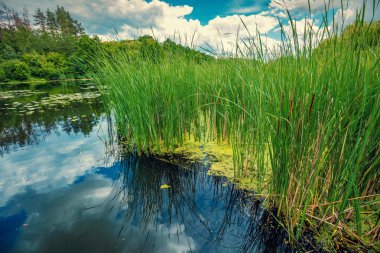Göl kıyısı ile uzun boylu saz çim yaz aylarında