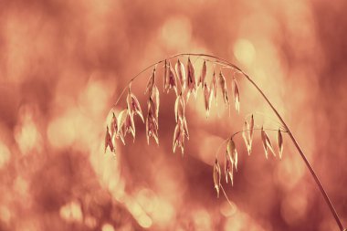 Yulaf ezmesi alan gün batımında. Olgun yulaf spikelet