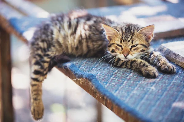 Cute Mały Kotek Syberyjski Odpoczywa Ogrodzie — Zdjęcie stockowe