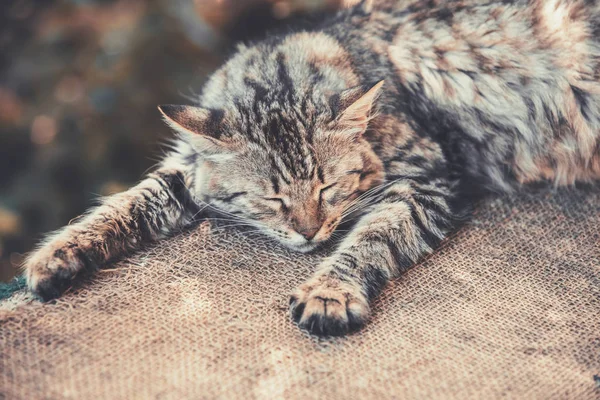 Sibirische Katze Schläft Auf Sacktuch Hof — Stockfoto