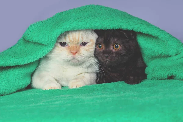 Dos Gatitos Lindos Asomándose Desde Debajo Suave Manta Verde Cálida — Foto de Stock