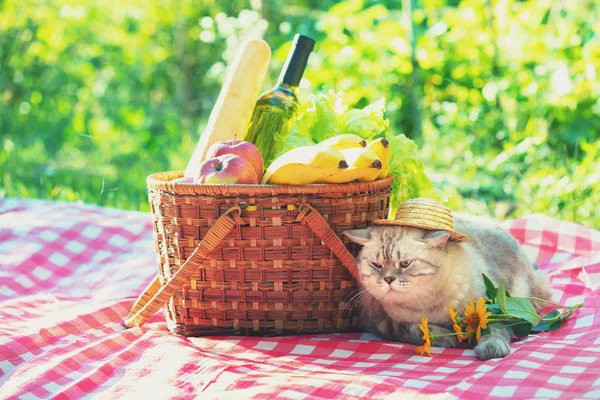 The cat is sitting on a blanket near a picnic basket in the summer