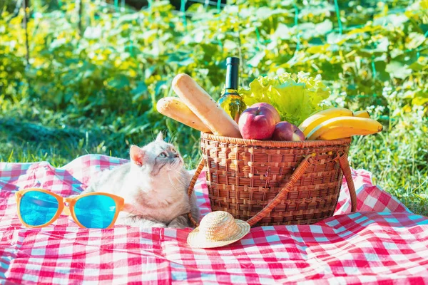 The cat is sitting on a blanket near a picnic basket in the summer