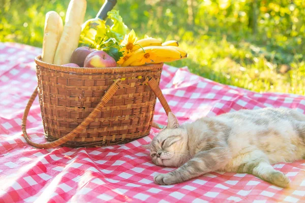 The cat lies on a blanket near a picnic basket in the summer