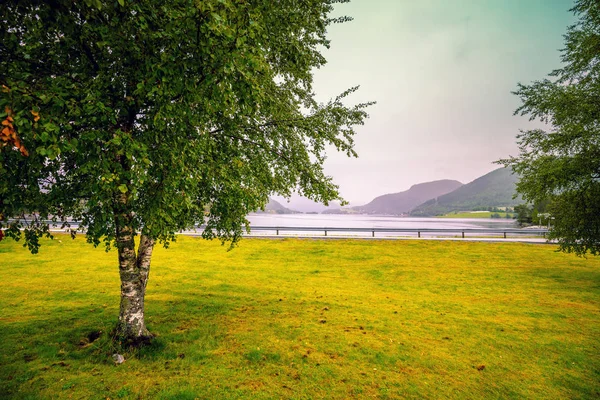 雨の日の美しいフィヨルドの眺め ノルウェーの美しい自然 — ストック写真