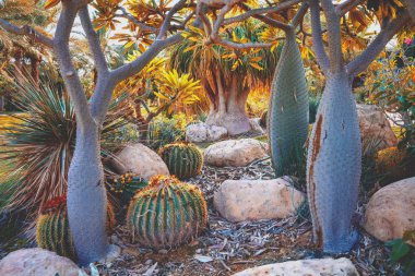 Pachypodium grove (Madagaskar avuç içi)