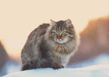 Siberian cat sitting on the snow at winter sunset clipart