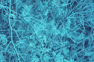 Çamın dalları in rime'ı ile kaplı. Vintage doğal kış arka plan. Kış doğa. Karlı ormanı. Noel arka plan.