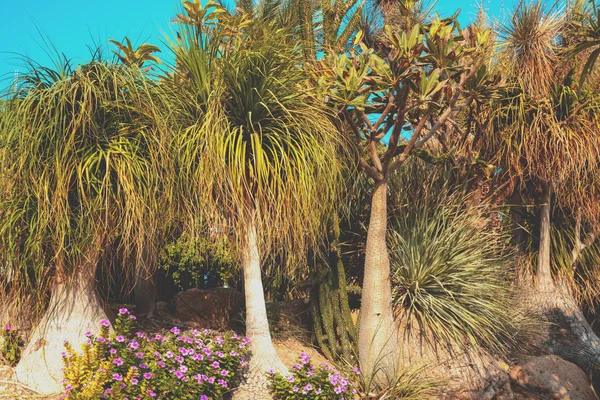 Nolina Beaucarnea Pachypodium Grove — Fotografia de Stock