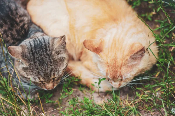 고양이 잔디에 고입니다 — 스톡 사진