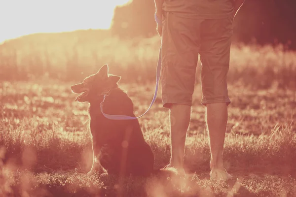 日落时 一个人和一只狗在地里散步 那个用皮带把狗抱着的人 — 图库照片