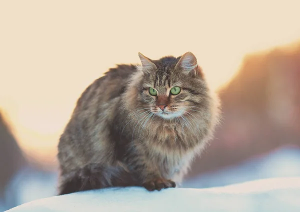 Gato Siberiano Sentado Neve Pôr Sol Inverno — Fotografia de Stock